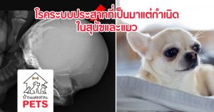 โรคระบบประสาทที่เป็นมาแต่กำเนิดในสุนัขและแมว