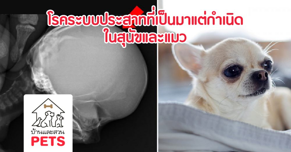 โรคระบบประสาทที่เป็นมาแต่กำเนิดในสุนัขและแมว