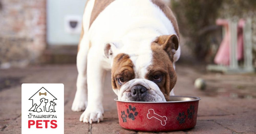 อาหาร BARF (Bone And Raw Food) ชัวร์หรือมั่วนิ่ม ?