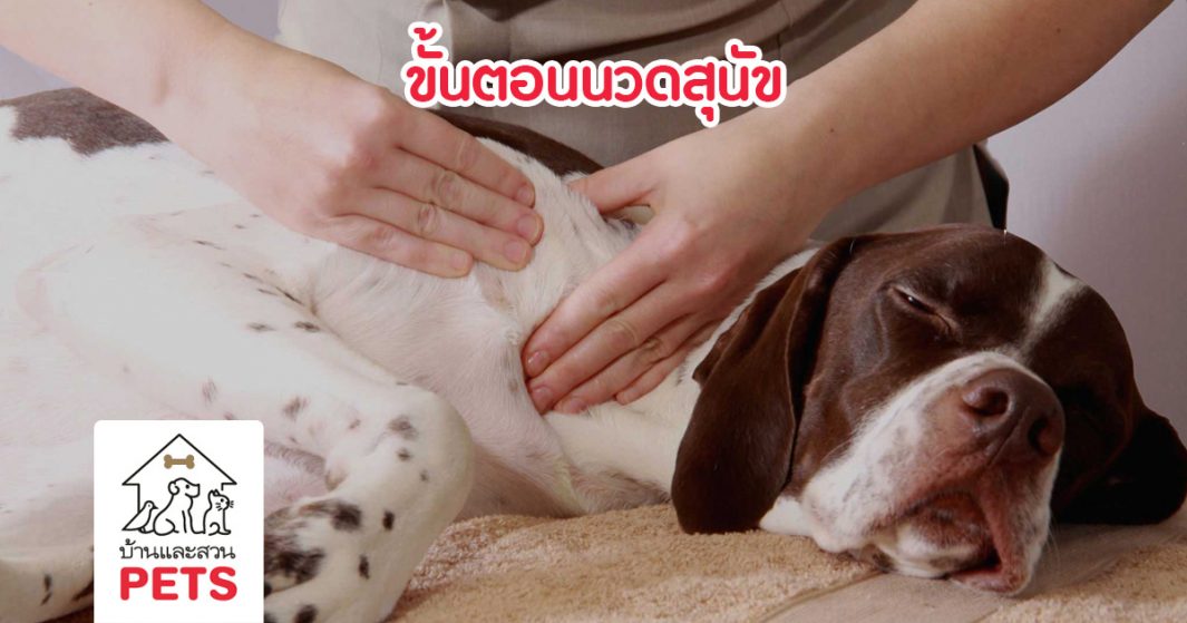 นวด นวด กด กด กับ 6 จุดฟิน – จุดห้าม สำหรับน้องหมา