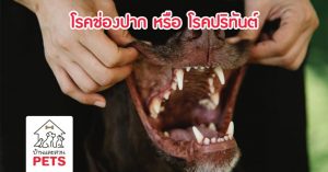 โรคช่องปาก หรือ โรคปริทันต์ (periodontal disease)