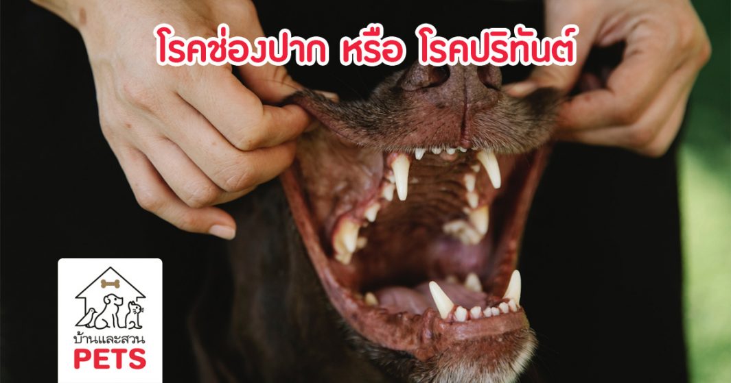 โรคช่องปาก หรือ โรคปริทันต์ (periodontal disease)