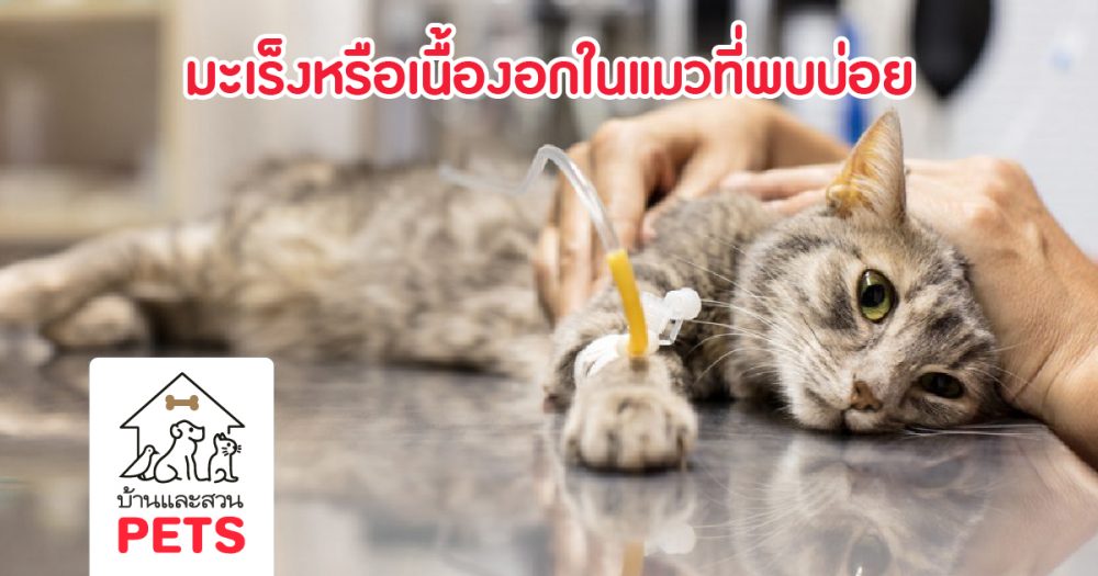 มะเร็งหรือเนื้องอกในแมวที่พบบ่อย พร้อมวิธีการรักษาและการพยากรณ์โรค
