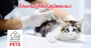 โปรแกรมวัคซีนในสุนัขและแมว ฉีดให้ครบถ้วนเพื่อสุขภาพที่ดี