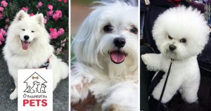8 สุนัขสายพันธุ์ขนสีขาว ที่น่ารักราวกับตุ๊กตาหิมะที่มีชีวิต