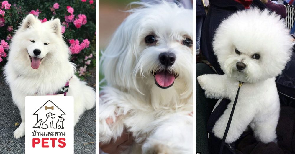 8 สุนัขสายพันธุ์ขนสีขาว ที่น่ารักราวกับตุ๊กตาหิมะที่มีชีวิต