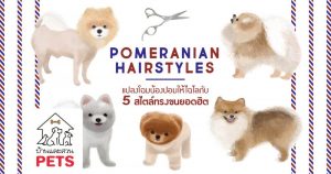 แปลงโฉมน้องปอมให้ไฉไล กับ 5 สไตล์การตัดแต่งขนยอดฮิต
