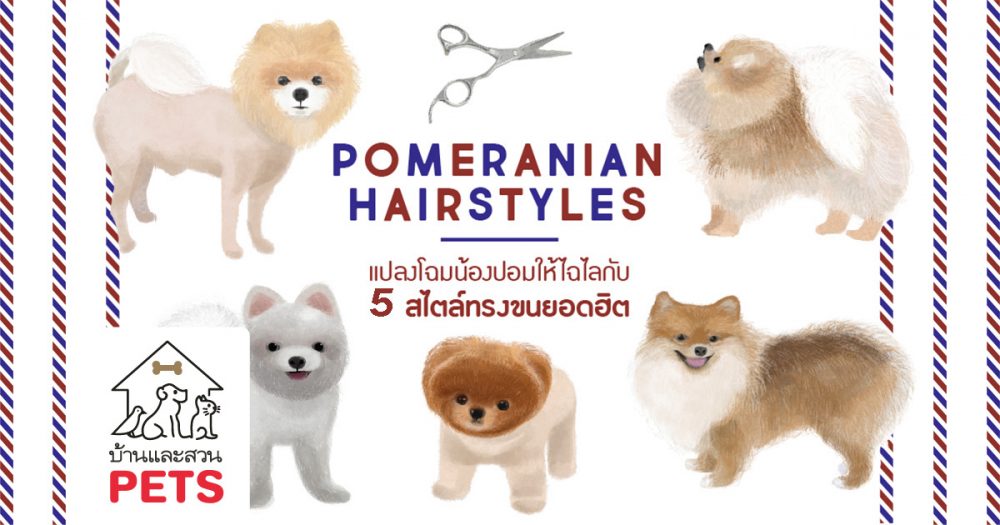 แปลงโฉมน้องปอมให้ไฉไล กับ 5 สไตล์การตัดแต่งขนยอดฮิต