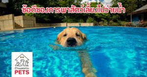 การว่ายน้ำสำหรับสุนัข เพื่อช่วยฟื้นฟูและเพิ่มความแข็งแรงให้แก่ร่างกาย