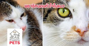 พยาธิหนอนหัวใจในแมว ภัยร้ายใกล้ตัวที่ควรป้องกัน