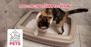 เมื่อน้องแมวฉี่ไม่ออกหรือมีปัญหาภาวะกระเพาะปัสสาวะอักเสบ