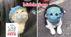 ไวรัสโคโรนาในแมว (Feline coronavirus)
