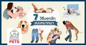 7 วิธีบอกรักแบบหมาหมา ที่ทำให้ทาสหมาต้องหลงรัก