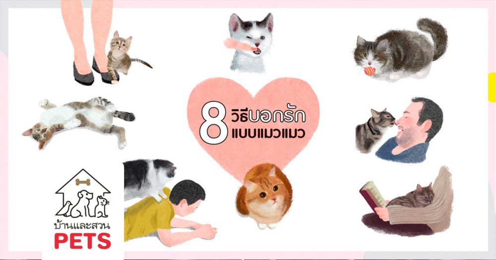 8 วิธีบอกรักแบบแมวแมว ที่ทำให้ทาสแมวต้องหลงรัก