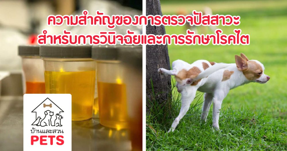 ความสำคัญของ การตรวจปัสสาวะ สำหรับการวินิจฉัยและการรักษาโรคไต