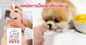 การดูแลหมา-แมวป่วย ด้วย 5 รูปแบบชนิดยา พร้อมเทคนิคการป้อนยาอย่างง่าย