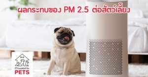 PM 2.5 วายร้ายขนาดจิ๋ว ที่มีผลกระทบและอันตรายต่อสัตว์เลี้ยง