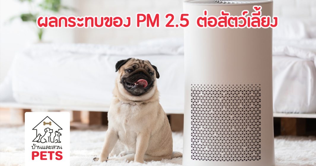 PM 2.5 วายร้ายขนาดจิ๋ว ที่มีผลกระทบและอันตรายต่อสัตว์เลี้ยง