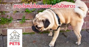 ภาวะโรคนิ่วในระบบทางเดินปัสสาวะของสุนัขและแมว