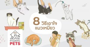 8 วิธีเอาใจแมว สัตว์เลี้ยงที่ขึ้นชื่อว่าเอาใจยากสุด