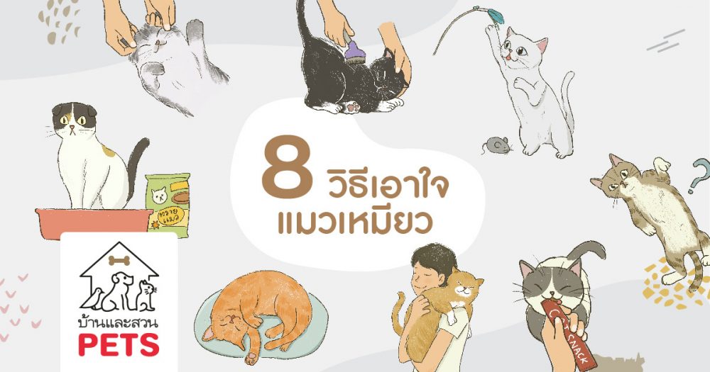 8 วิธีเอาใจแมว สัตว์เลี้ยงที่ขึ้นชื่อว่าเอาใจยากสุด