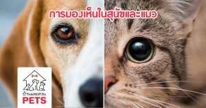 การมองเห็นในสุนัขและแมว แตกต่างจากการมองเห็นของมนุษย์อย่างไร