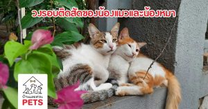 แมวตัวเมียติดสัตว์ มีอาการ และวงรอบอย่างไร แมวตัวเมียติดสัตว์, แมวตัวเมีย, ติดสัด, แมวตัวผู้, แมวติดสัด