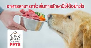 อาหารสามารถช่วยในการรักษานิ่วได้อย่างไร