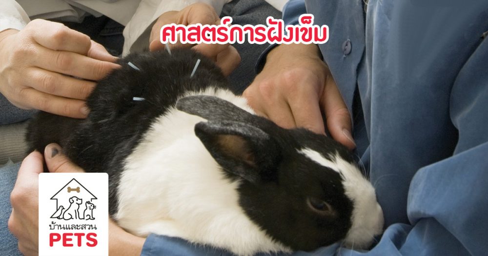 8 สิ่งที่ควรรู้ก่อนรักษาด้วยศาสตร์ การฝังเข็มสัตว์เลี้ยง การฝังเข็มสัตว์เลี้ยง