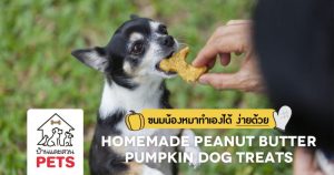 Homemade Peanut Butter Pumpkin Dog Treats : ขนมน้องหมาทำเองได้ง่ายด้วย