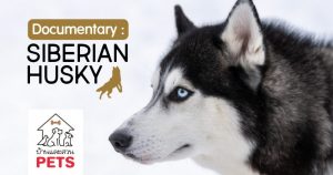 ไซบีเรียนฮัสกี้ (siberian husky) ลักษณะสายพันธุ์และนิสัย