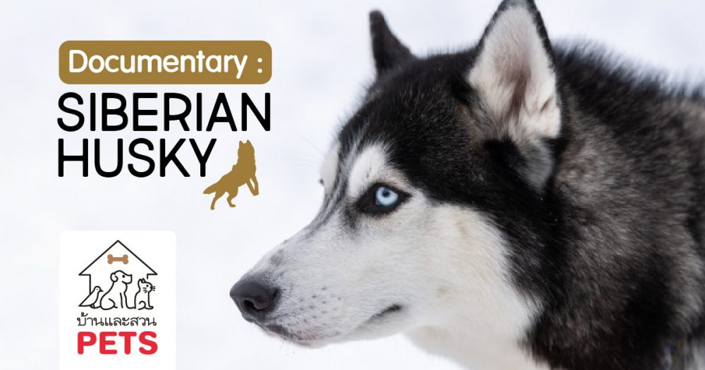 ไซบีเรียนฮัสกี้ (siberian husky) ลักษณะสายพันธุ์และนิสัย