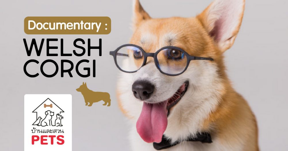 เวลช์ คอร์กี้ (Welsh corgi) ลักษณะสายพันธุ์และนิสัย