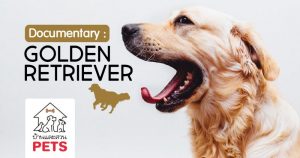 โกลเด้นรีทรีฟเวอร์ (Golden Retriever) ลักษณะสายพันธุ์และนิสัย