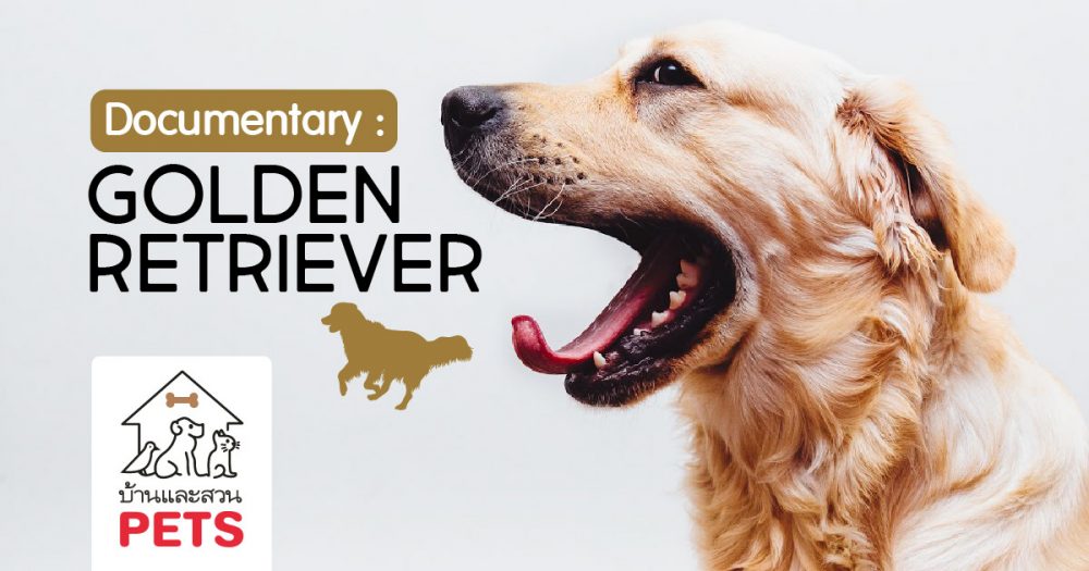 โกลเด้นรีทรีฟเวอร์ (Golden Retriever) ลักษณะสายพันธุ์และนิสัย