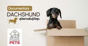 ดัชชุน (Dachshund) ลักษณะสายพันธุ์และนิสัย