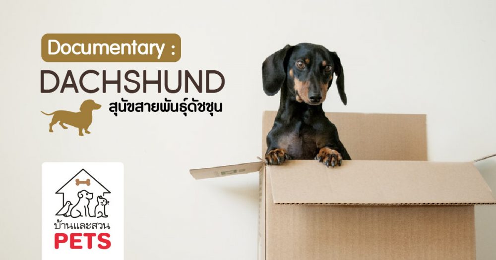 ดัชชุน (Dachshund) ลักษณะสายพันธุ์และนิสัย