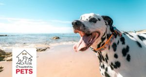 รวม 10 ที่พักสัตว์เลี้ยงเข้าได้ (Pet Friendly Hotels) แบบติดทะเล ณ หัวหิน
