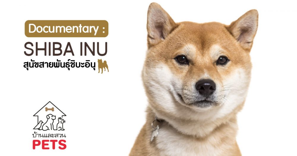 ชิบะ อินุ (Shiba Inu) ลักษณะสายพันธุ์และนิสัย