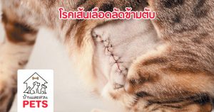 โรคเส้นเลือดลัดข้ามตับ (Portosystemic shunts : PSS)