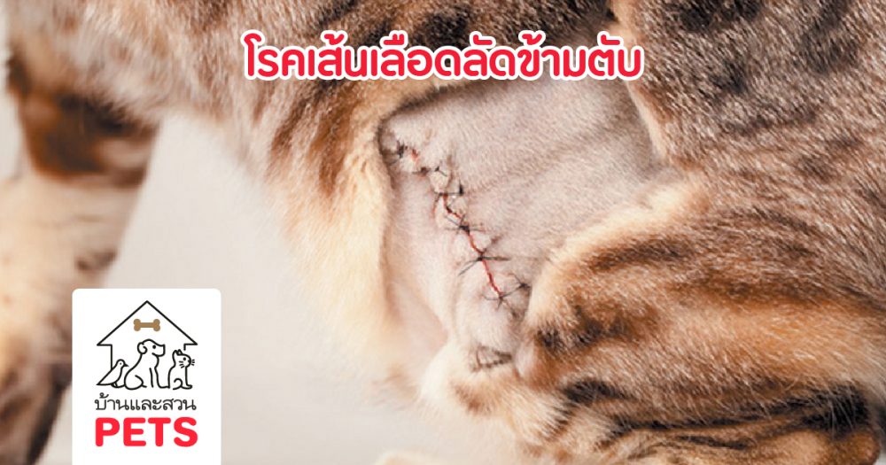 โรคเส้นเลือดลัดข้ามตับ (Portosystemic shunts : PSS)