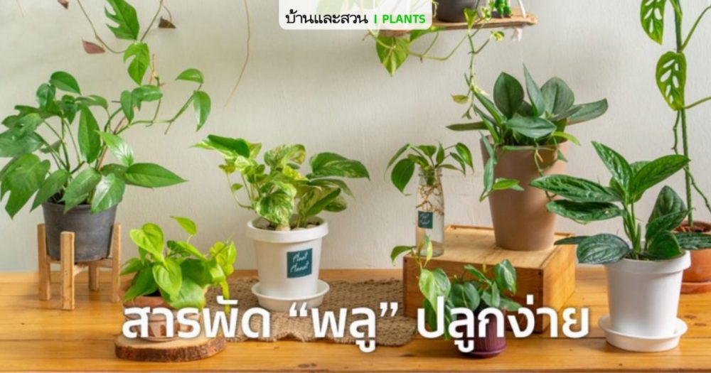 10 พลูปลูกง่าย สวยได้ในราคาไม่แพง