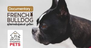 เฟรนช์ บูลด็อก (French bulldog) ลักษณะสายพันธุ์และนิสัย