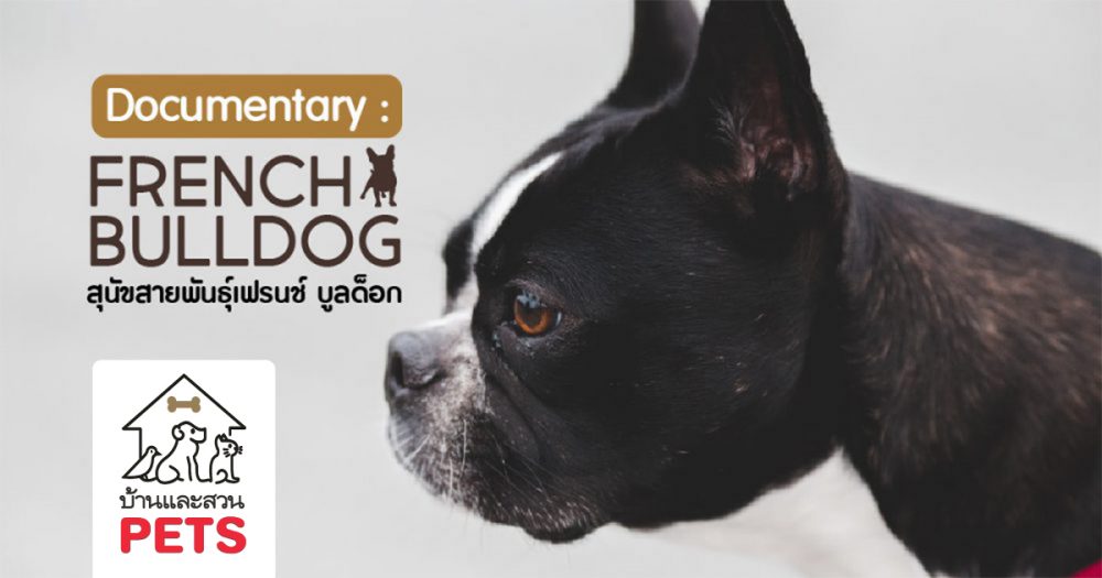 เฟรนช์ บูลด็อก (French bulldog) ลักษณะสายพันธุ์และนิสัย