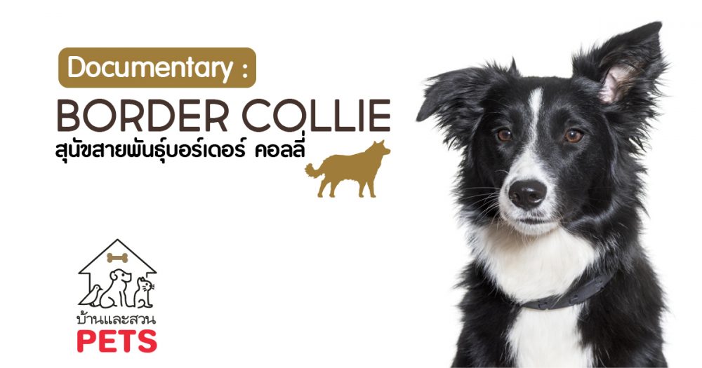 บอร์เดอร์ คอลลี่ (Border Collie) ลักษณะสายพันธุ์และนิสัย