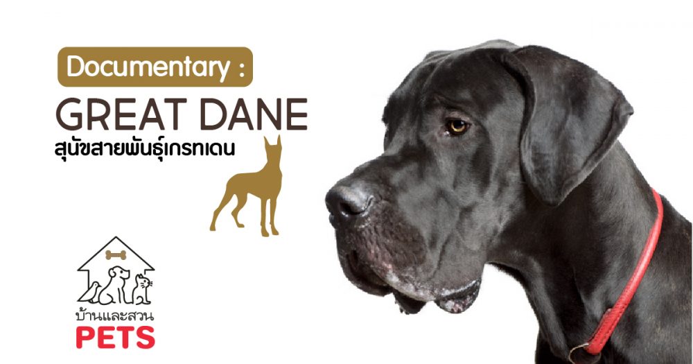 เกรทเดน (Great Dane) ลักษณะสายพันธุ์และนิสัย