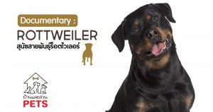 ร็อตไวเลอร์ (Rottweiler) ลักษณะสายพันธุ์และนิสัย