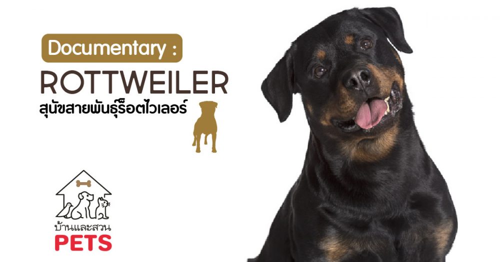 ร็อตไวเลอร์ (Rottweiler) ลักษณะสายพันธุ์และนิสัย