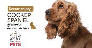 ค็อกเกอร์ สแปเนียล (Cocker Spaniel) ลักษณะสายพันธุ์และนิสัย