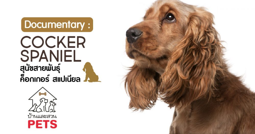 ค็อกเกอร์ สแปเนียล (Cocker Spaniel) ลักษณะสายพันธุ์และนิสัย